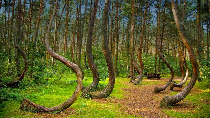 Illustration for article titled El bosque Hoia-Baciu, el misterioso triángulo de las Bermudas de Transilvania